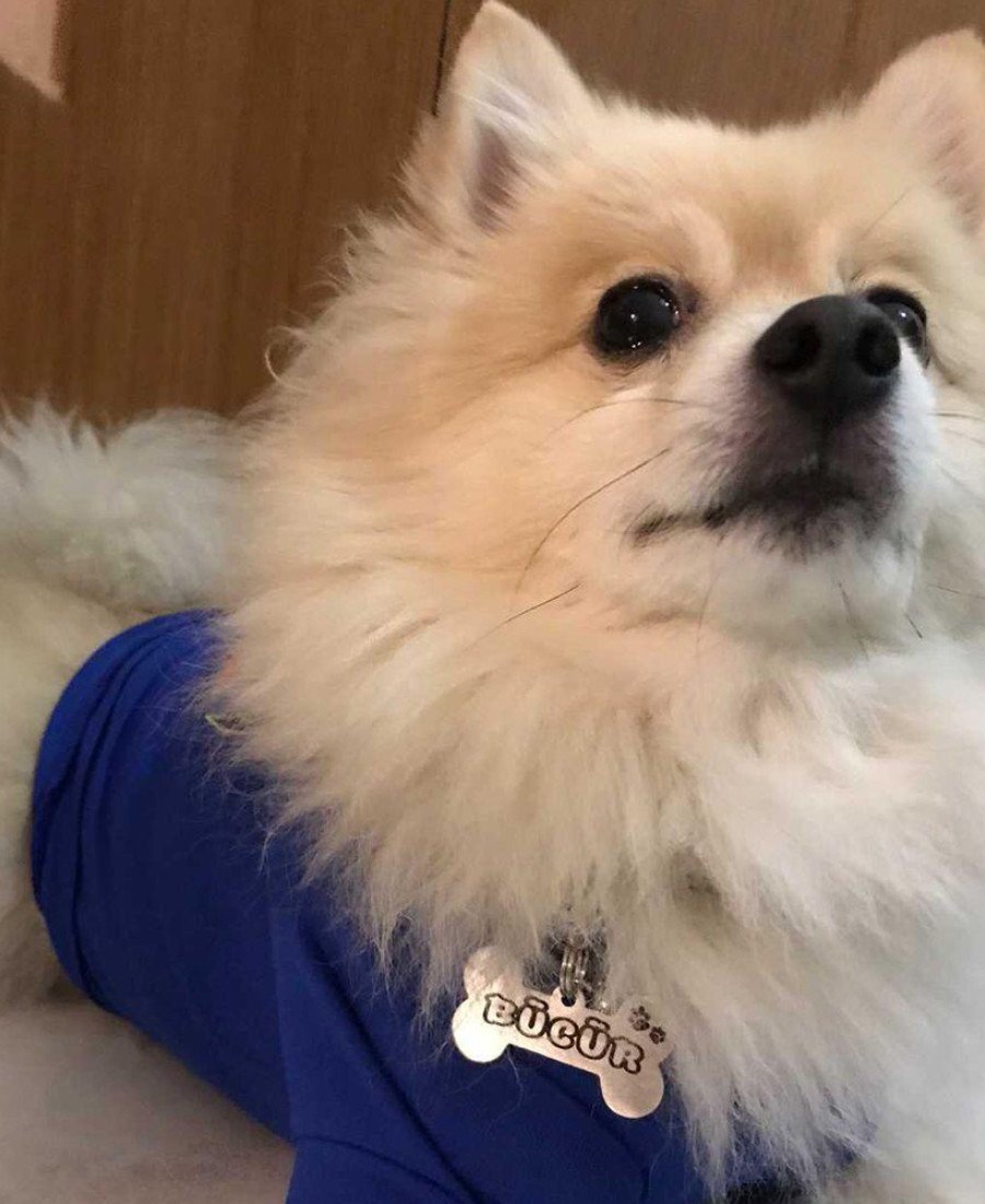 Kemik Metal Köpek Künyesi Paslanmaz Çelik