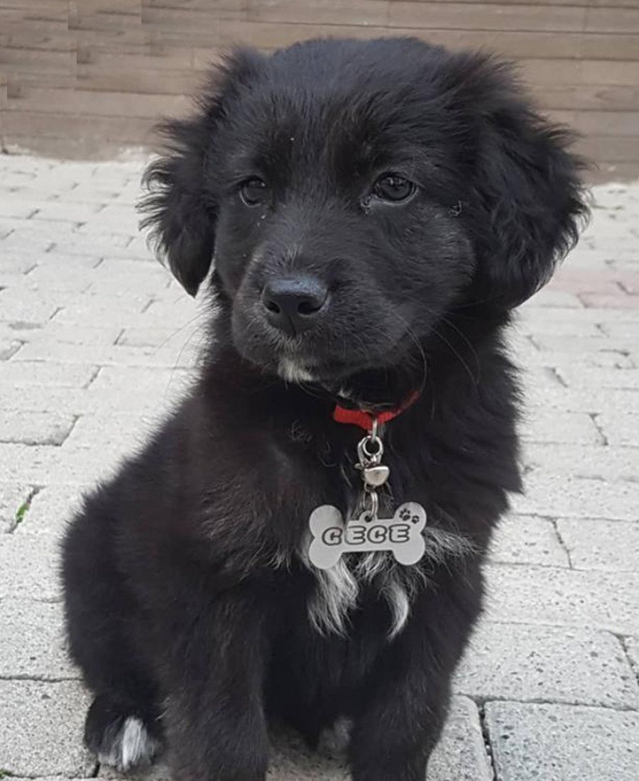 Kemik Metal Köpek Künyesi Paslanmaz Çelik