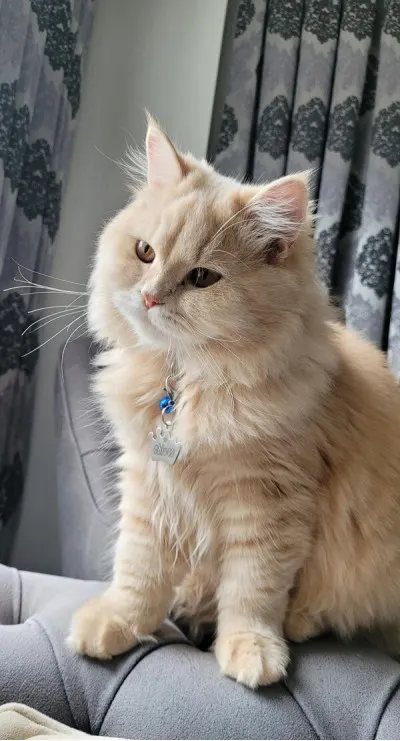 Kral Taç Metal Kedi Köpek Künyesi Paslanmaz Çelik