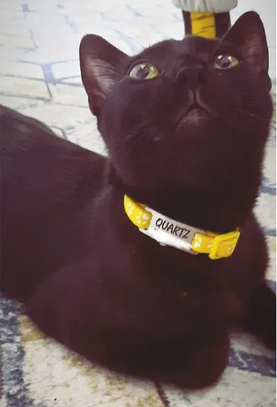 Kediler İçin Metal Künye ve Sarı Tasma Sallanmayan Tasma