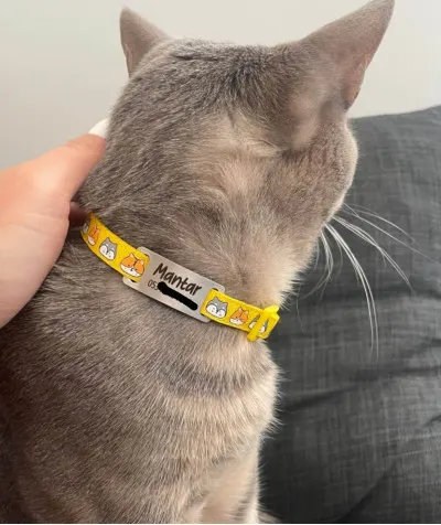 Sarı Kedi Kafası Desenli Metal Künye ve Tasma Sallanmayan Tasma