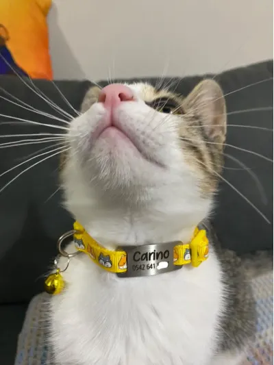 Sarı Kedi Kafası Desenli Metal Künye ve Tasma Sallanmayan Tasma